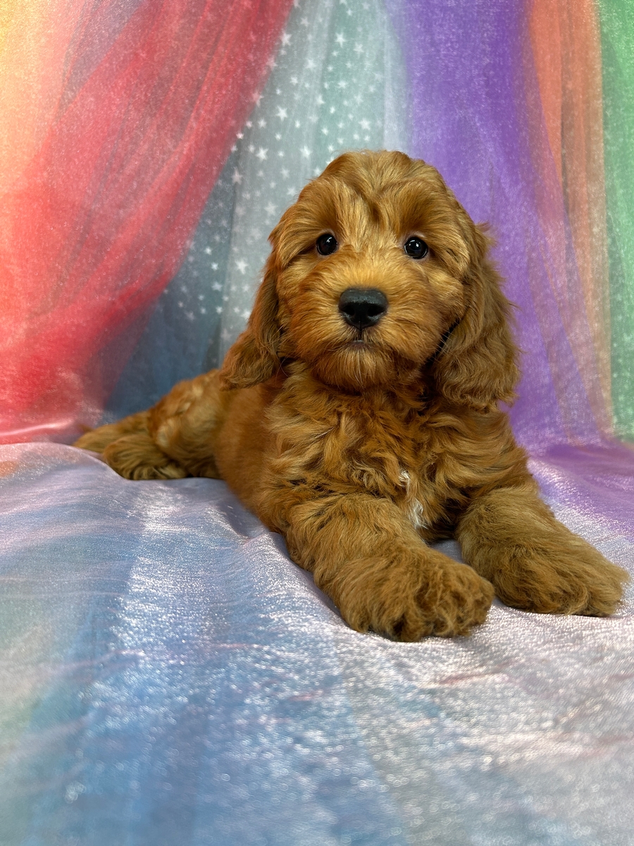 Dark Red F1b Mini Goldendoodles-  Born early August 2024